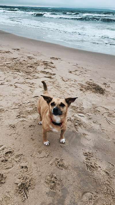 Zeigt mal die schönsten Bilder von euren Hunden !-Beitrag-Bild