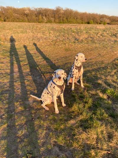Urlaubsorte mit zwei Rüden-Beitrag-Bild