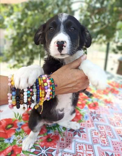 Welpen Bilder !-Beitrag-Bild