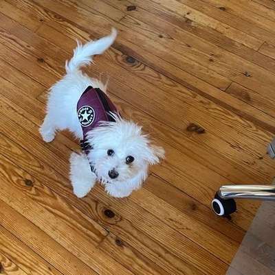 Welpen Bilder !-Beitrag-Bild