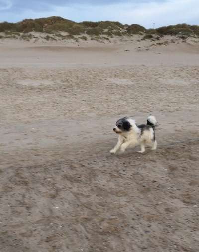 Tibet Terrier-Beitrag-Bild