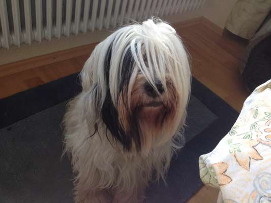Tibet Terrier-Beitrag-Bild
