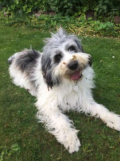 Podencomischling oder Podenco-Beitrag-Bild