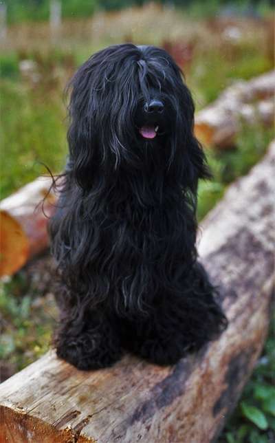 Fotochallenge No. 26                                     Wald und Wiese-Beitrag-Bild