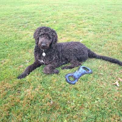 aktuelles Foto Gruppe Biete/suche Hundebetreuung