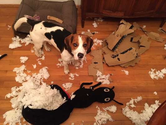 Challenge Nr. 20 - Mein Hund, der Dieb-Beitrag-Bild