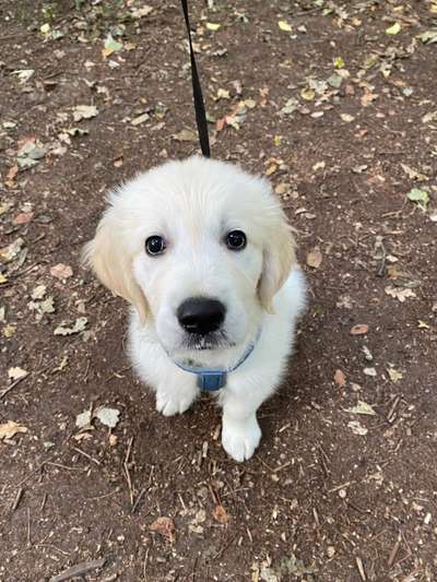 Wo sind die Golden Retriever Liebhaber?-Beitrag-Bild