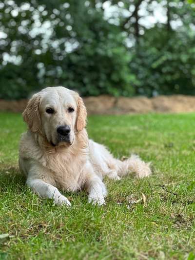 Hundetreffen-Sammy sucht Geschwister oder Spielpartner 🐾-Bild