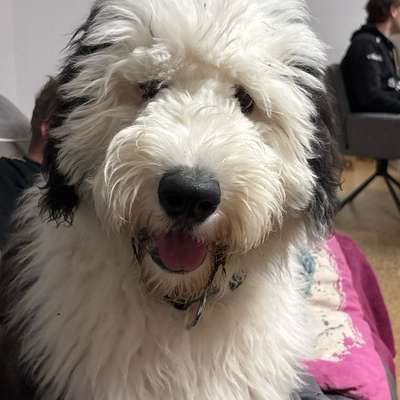 Hundetreffen-Welpen/Junghundetreff in Blumberg-Bild