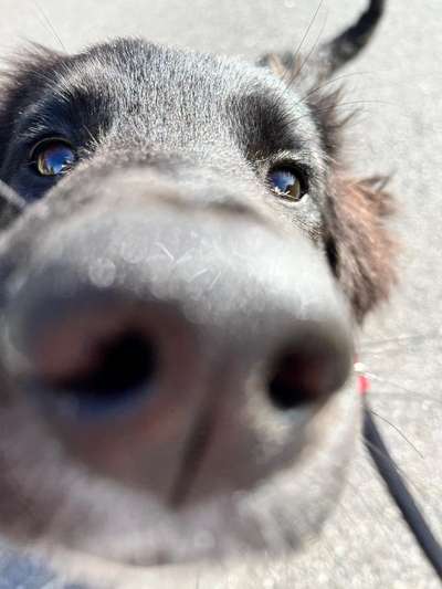 Labradorfans-Beitrag-Bild