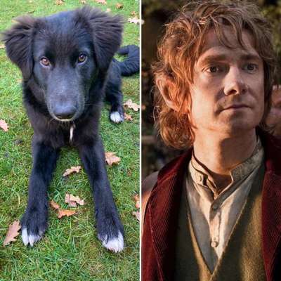 Wie heißt dein Hund?-Beitrag-Bild