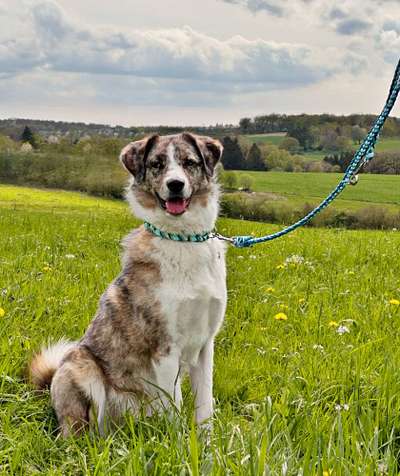 Hundetreffen-Social Walk-Bild