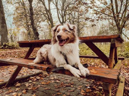 Foto's und Hundemodels-Beitrag-Bild