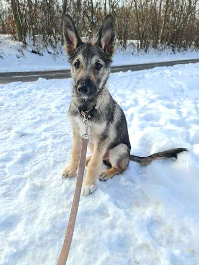 Hundetreffen-Hundetreff im Kreis Kitzingen oder Würzburg-Bild