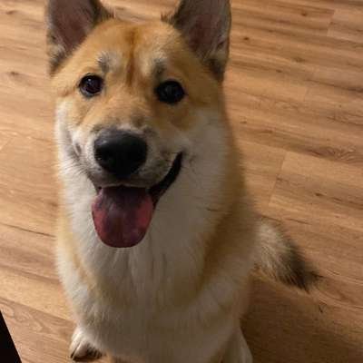 Hundetreffen-Hundetreffen in Krefeld-Bild