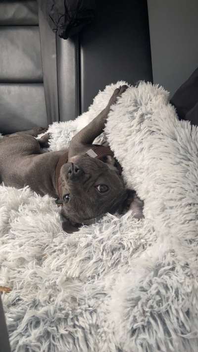 Französische Bulldoggen-Beitrag-Bild