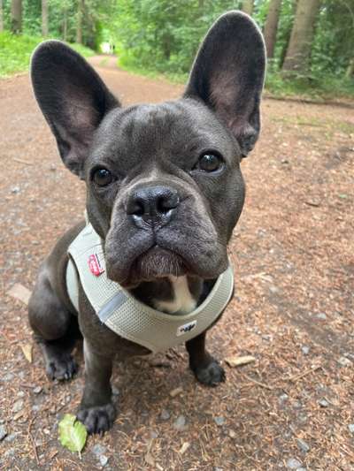 Französische Bulldoggen-Beitrag-Bild