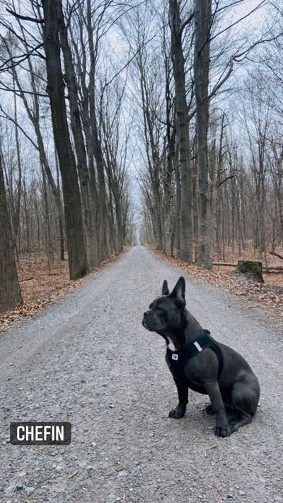 Französische Bulldoggen-Beitrag-Bild