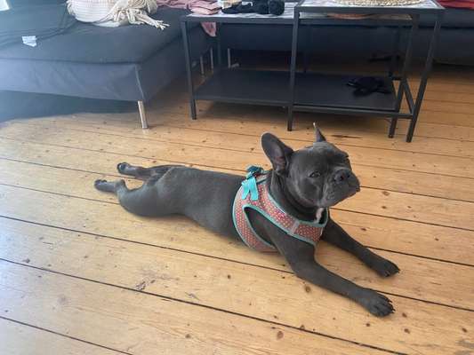 Französische Bulldoggen-Beitrag-Bild