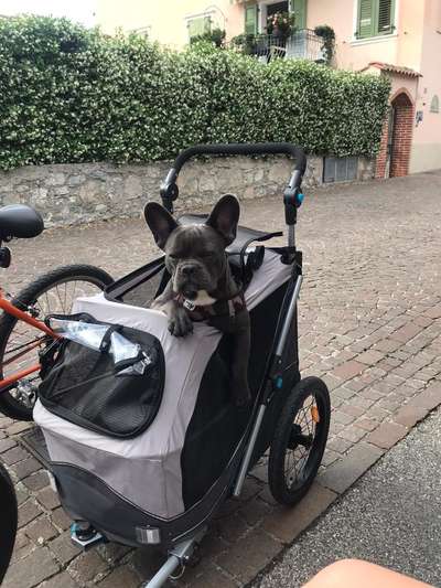 Französische Bulldoggen-Beitrag-Bild