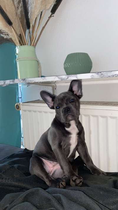 Französische Bulldoggen-Beitrag-Bild