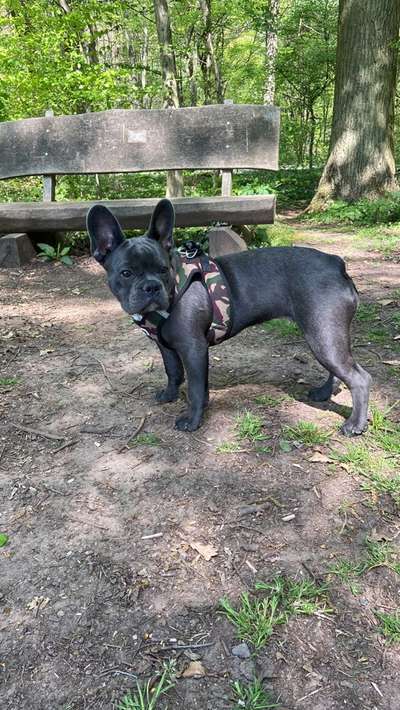 Französische Bulldoggen-Beitrag-Bild