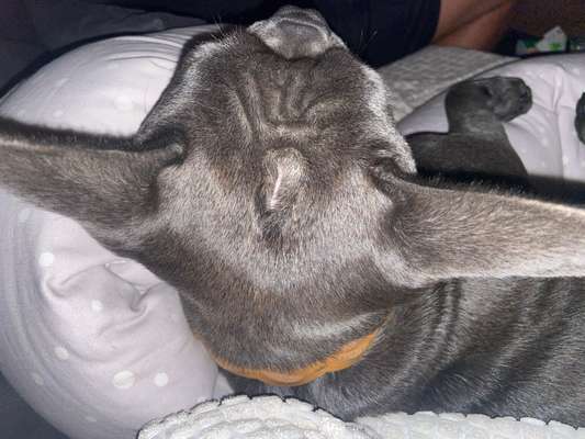 Französische Bulldoggen-Beitrag-Bild