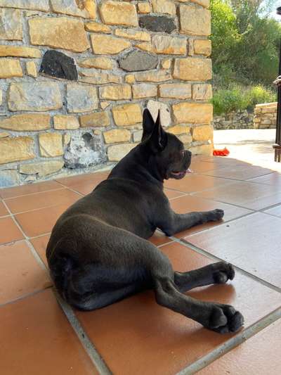 Französische Bulldoggen-Beitrag-Bild