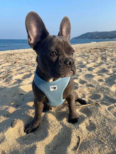 Französische Bulldoggen-Beitrag-Bild