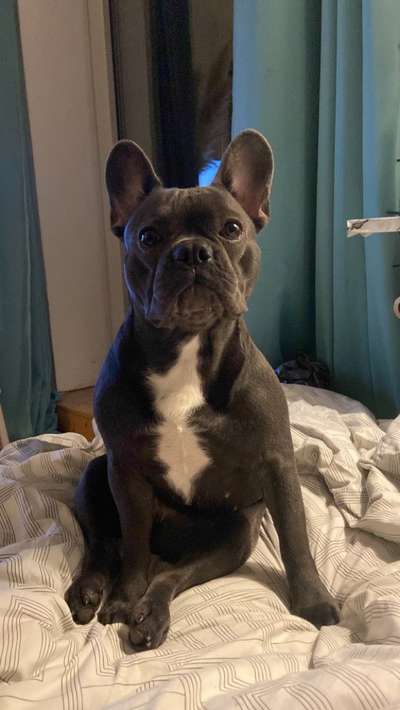 Französische Bulldoggen-Beitrag-Bild