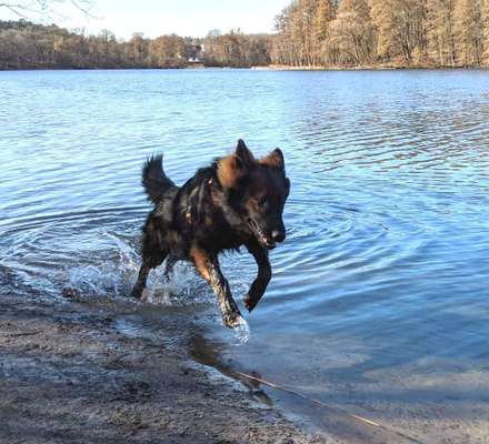 Dogorama-Monats-Challenge-Mai "Wasser"-Beitrag-Bild