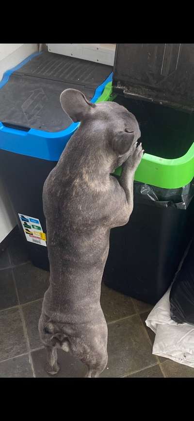 Französische Bulldoggen-Beitrag-Bild