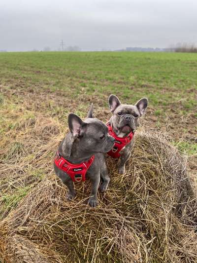 Französische Bulldoggen-Beitrag-Bild