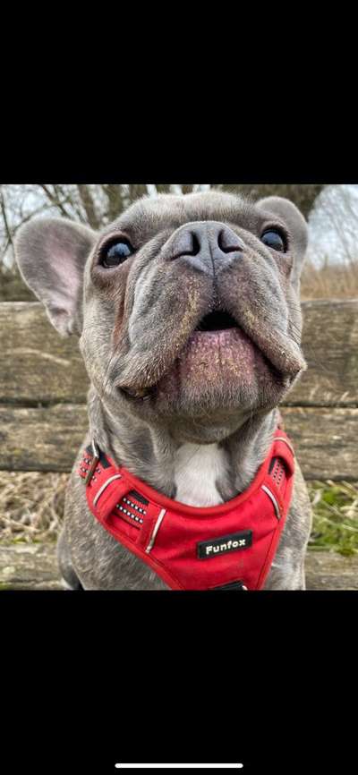 Französische Bulldoggen-Beitrag-Bild