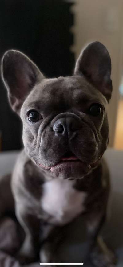 Französische Bulldoggen-Beitrag-Bild