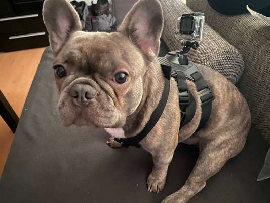 Französische Bulldoggen-Beitrag-Bild