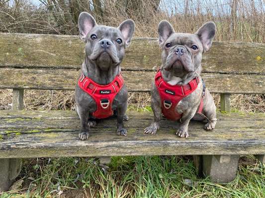 Französische Bulldoggen-Beitrag-Bild