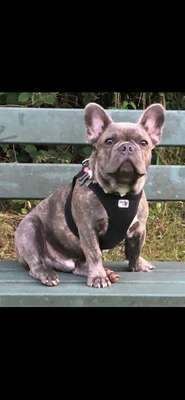 Französische Bulldoggen-Beitrag-Bild