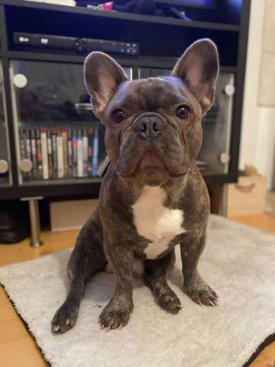 Französische Bulldoggen-Beitrag-Bild