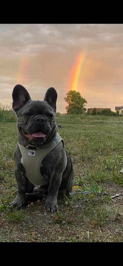Französische Bulldoggen-Beitrag-Bild
