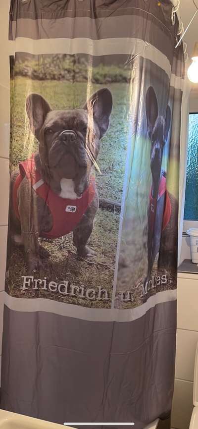 Französische Bulldoggen-Beitrag-Bild