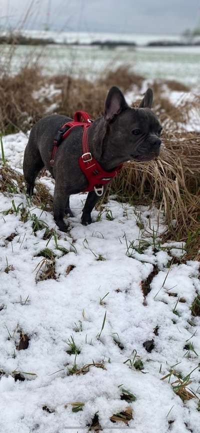 Französische Bulldoggen-Beitrag-Bild