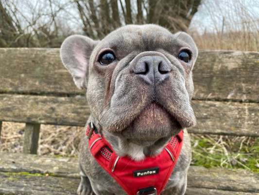 Französische Bulldoggen-Beitrag-Bild