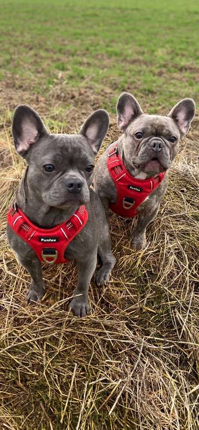 Französische Bulldoggen-Beitrag-Bild