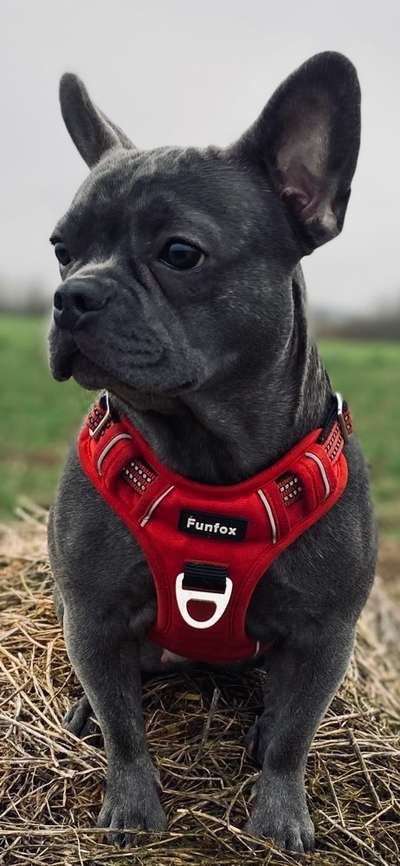 Französische Bulldoggen-Beitrag-Bild