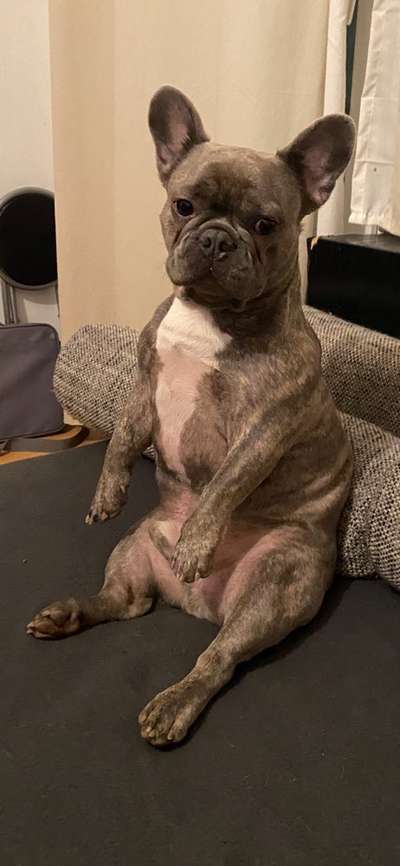 Französische Bulldoggen-Beitrag-Bild