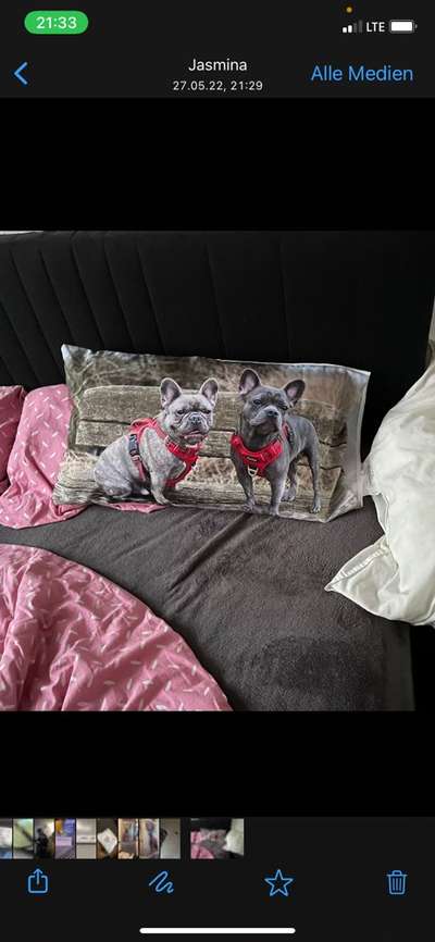 Französische Bulldoggen-Beitrag-Bild