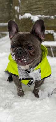 Französische Bulldoggen-Beitrag-Bild