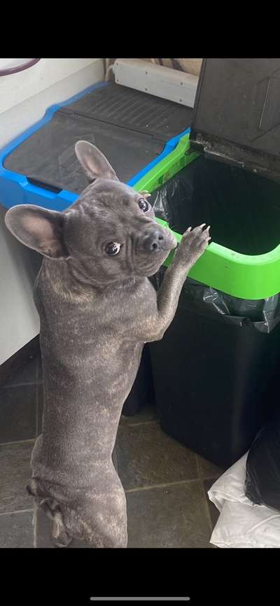 Französische Bulldoggen-Beitrag-Bild