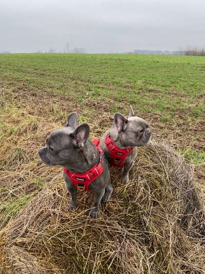 Französische Bulldoggen-Beitrag-Bild